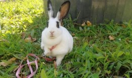 兔子日常爆料视频大全最新,揭秘萌宠生活点滴