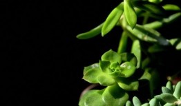 2024年最新植物爆料,揭秘神秘植物新种与生态奇迹